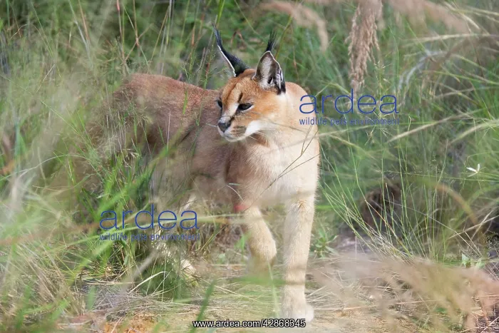  : Caracal (Caracal caracal). Namibia