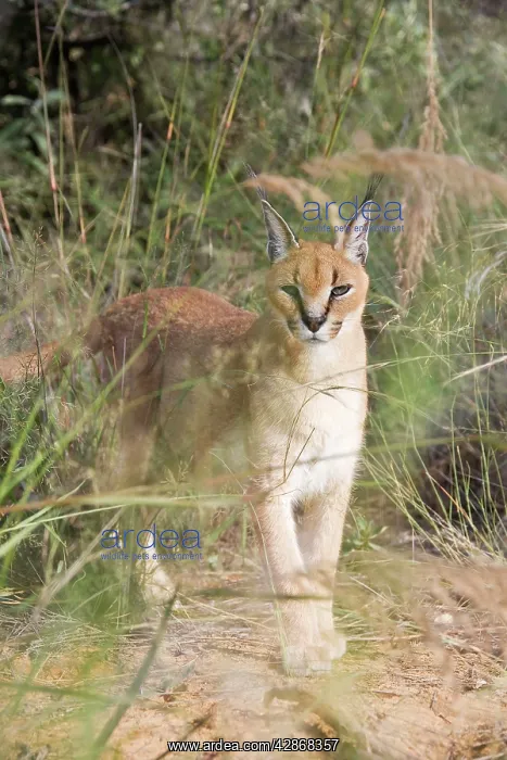  : Caracal (Caracal caracal). Namibia