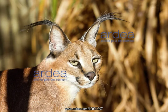 : Caracal (Caracal caracal). Cheetah Experience Center, Bloemfontein, South Africa : Caracal (Caracal caracal). Cheetah Experience Center, Bloemfontein, South Africa