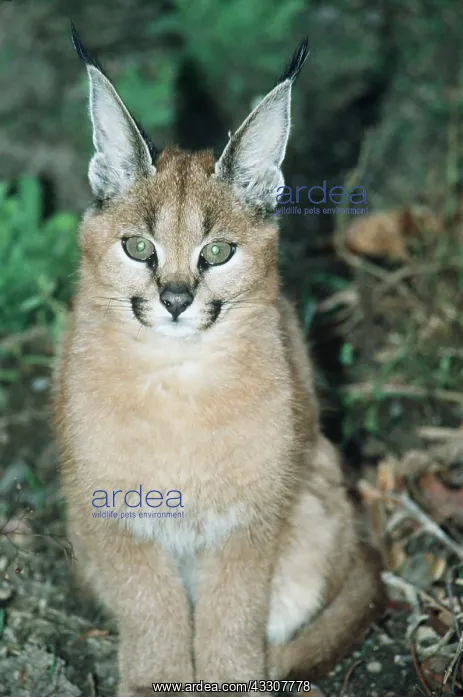 : CARACAL : CARACAL