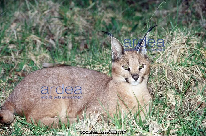 : CARACAL : CARACAL