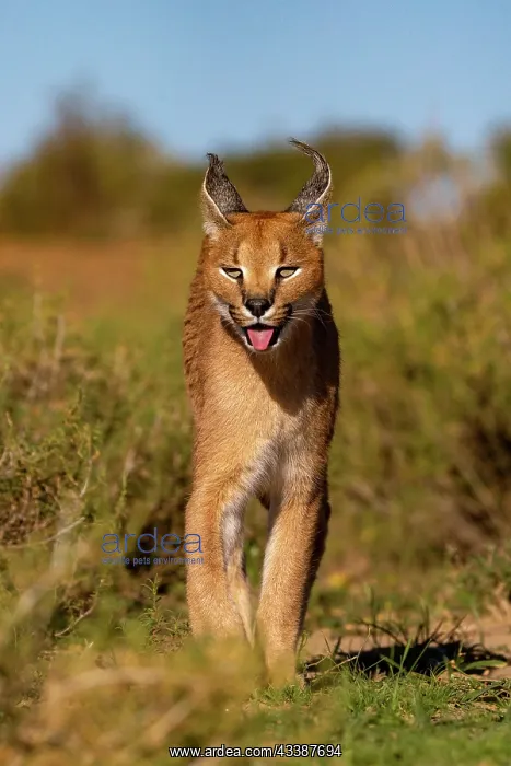 : CARACAL. Caracal (Caracal caracal), Occurs in Africa : CARACAL. Caracal (Caracal caracal), Occurs in Africa
