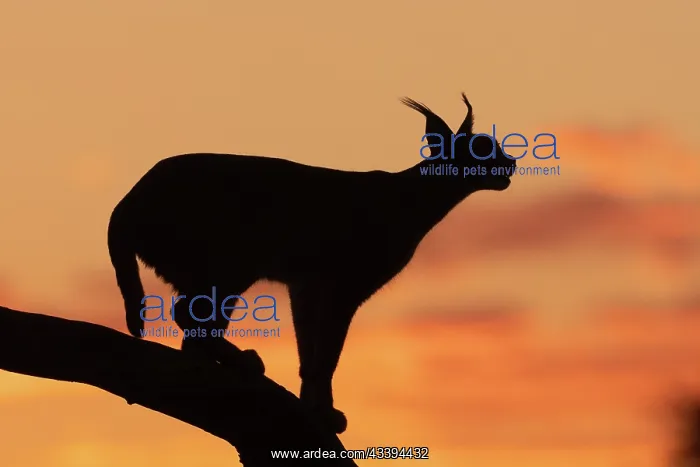 : CARACAL. Caracal (Caracal caracal), Occurs in Africa : CARACAL. Caracal (Caracal caracal), Occurs in Africa