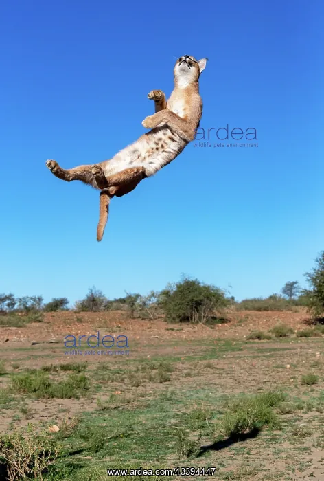 : CARACAL. Caracal (Caracal caracal), Occurs in Africa : CARACAL. Caracal (Caracal caracal), Occurs in Africa