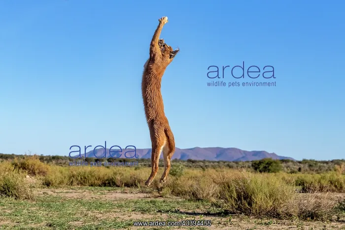 : CARACAL. Caracal (Caracal caracal), Occurs in Africa : CARACAL. Caracal (Caracal caracal), Occurs in Africa