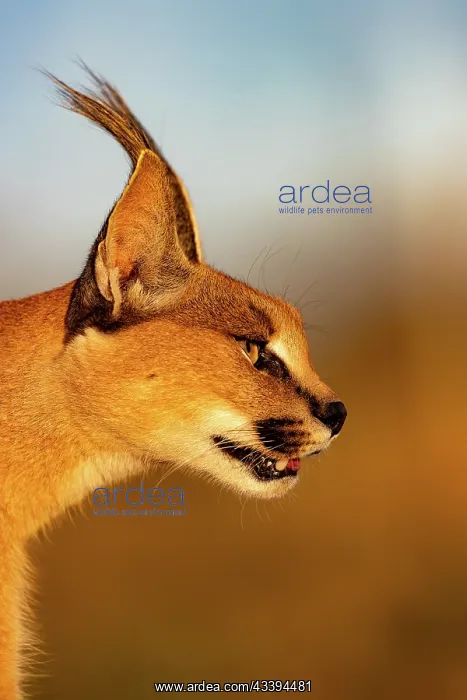 : CARACAL. Caracal (Caracal caracal), Occurs in Africa : CARACAL. Caracal (Caracal caracal), Occurs in Africa