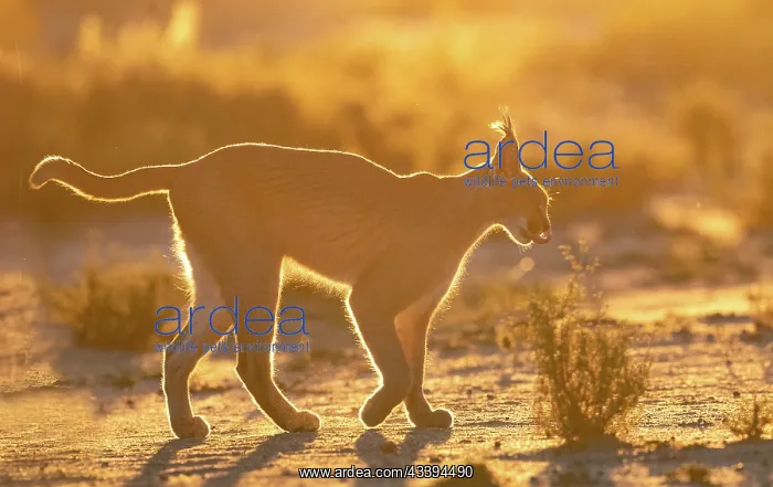 : CARACAL. Caracal (Caracal caracal), Occurs in Africa : CARACAL. Caracal (Caracal caracal), Occurs in Africa