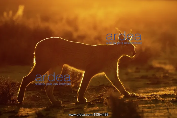 : CARACAL. Caracal (Caracal caracal), Occurs in Africa : CARACAL. Caracal (Caracal caracal), Occurs in Africa