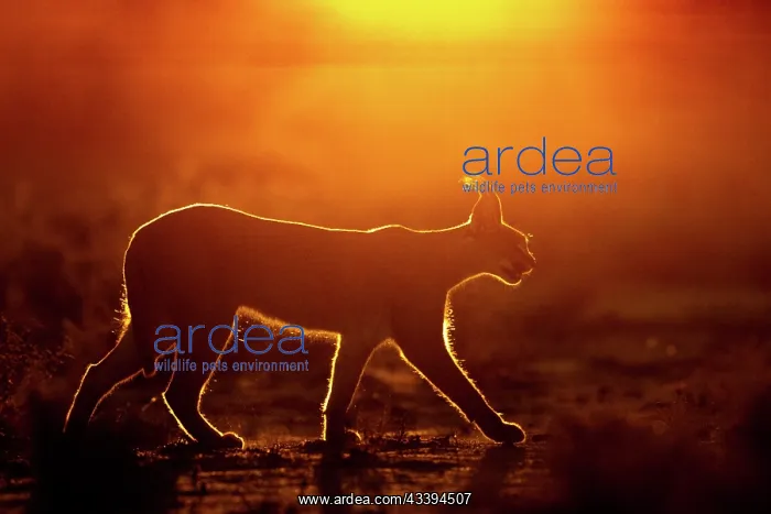 : CARACAL. Caracal (Caracal caracal), Occurs in Africa : CARACAL. Caracal (Caracal caracal), Occurs in Africa