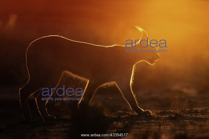 : CARACAL. Caracal (Caracal caracal), Occurs in Africa : CARACAL. Caracal (Caracal caracal), Occurs in Africa