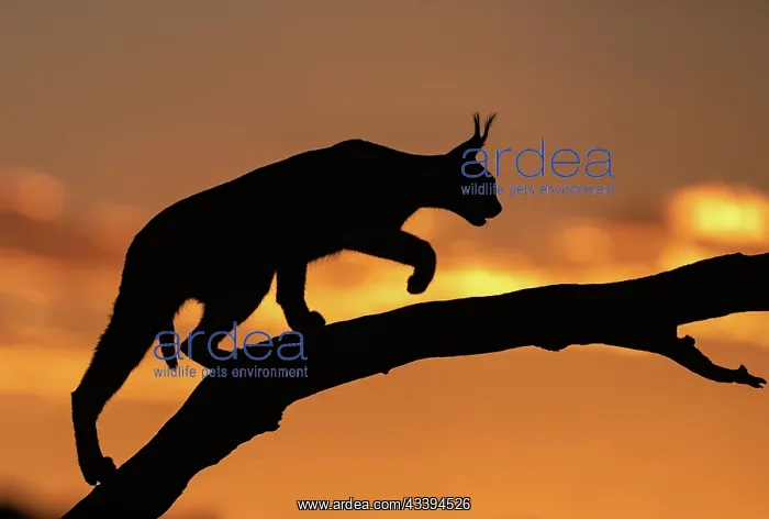 : CARACAL. Caracal (Caracal caracal), Occurs in Africa : CARACAL. Caracal (Caracal caracal), Occurs in Africa