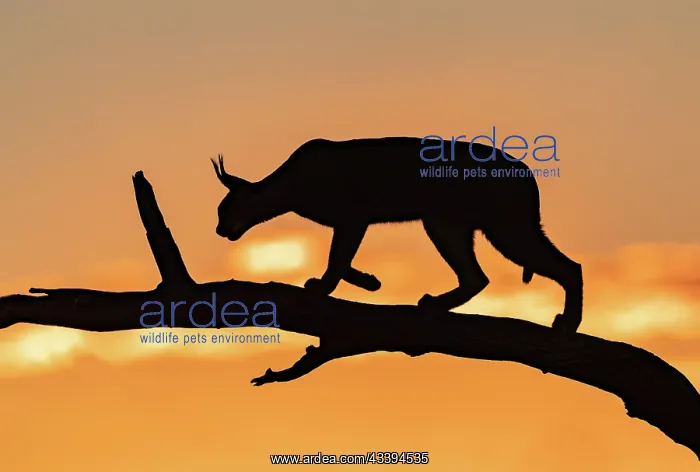 : CARACAL. Caracal (Caracal caracal), Occurs in Africa : CARACAL. Caracal (Caracal caracal), Occurs in Africa
