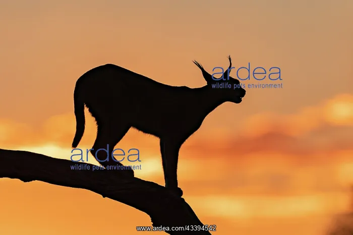 : CARACAL. Caracal (Caracal caracal), Occurs in Africa : CARACAL. Caracal (Caracal caracal), Occurs in Africa