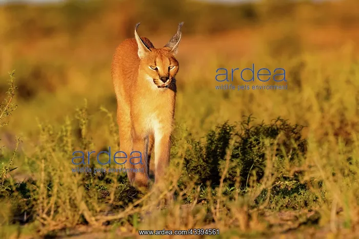 : CARACAL. Caracal (Caracal caracal), Occurs in Africa : CARACAL. Caracal (Caracal caracal), Occurs in Africa