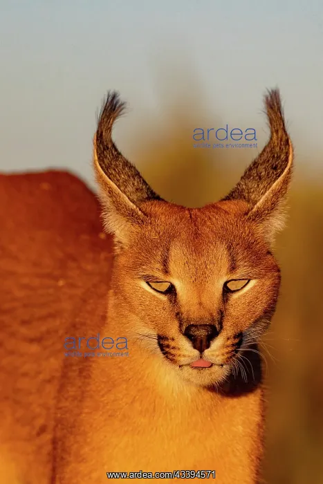 : CARACAL. Caracal (Caracal caracal), Occurs in Africa : CARACAL. Caracal (Caracal caracal), Occurs in Africa