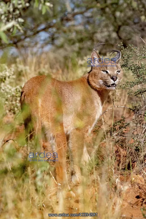 : CARACAL. Caracal (Caracal caracal), Occurs in Africa : CARACAL. Caracal (Caracal caracal), Occurs in Africa