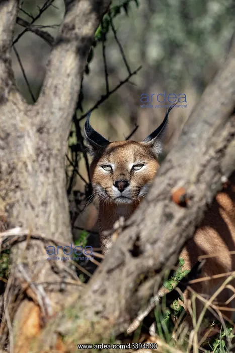  : CARACAL. Caracal (Caracal caracal), Occurs in Africa