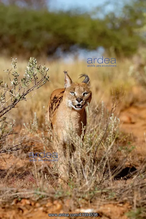  : CARACAL. Caracal (Caracal caracal), Occurs in Africa