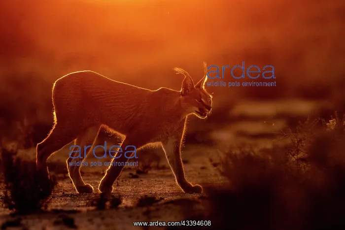 : CARACAL. Caracal (Caracal caracal), Occurs in Africa : CARACAL. Caracal (Caracal caracal), Occurs in Africa
