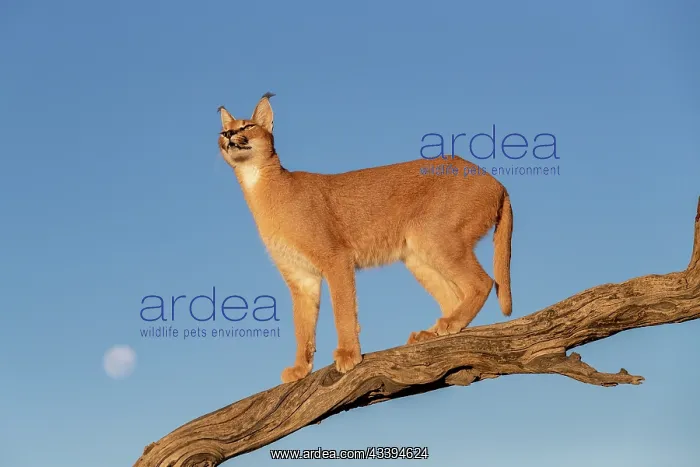 : CARACAL. Caracal (Caracal caracal), Occurs in Africa : CARACAL. Caracal (Caracal caracal), Occurs in Africa