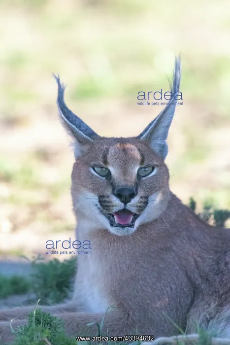 : CARACAL. Caracal (Caracal caracal), Occurs in Africa : CARACAL. Caracal (Caracal caracal), Occurs in Africa
