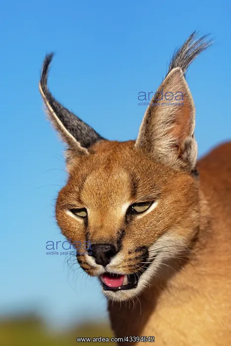  : CARACAL. Caracal (Caracal caracal), Occurs in Africa