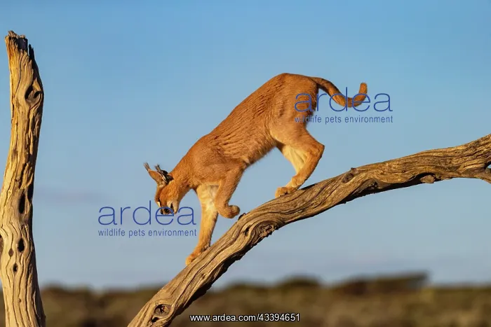 : CARACAL. Caracal (Caracal caracal), Occurs in Africa : CARACAL. Caracal (Caracal caracal), Occurs in Africa