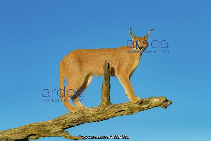 : CARACAL. Caracal (Caracal caracal), Occurs in Africa : CARACAL. Caracal (Caracal caracal), Occurs in Africa