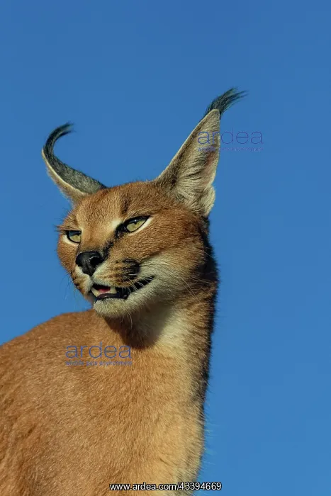 : CARACAL. Caracal (Caracal caracal), Occurs in Africa : CARACAL. Caracal (Caracal caracal), Occurs in Africa