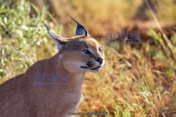 : CARACAL. Caracal (Caracal caracal), Occurs in Africa : CARACAL. Caracal (Caracal caracal), Occurs in Africa