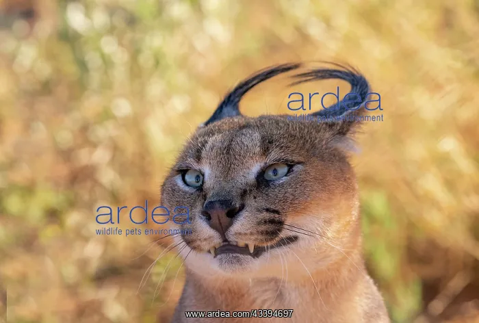 : CARACAL. Caracal (Caracal caracal), Occurs in Africa : CARACAL. Caracal (Caracal caracal), Occurs in Africa