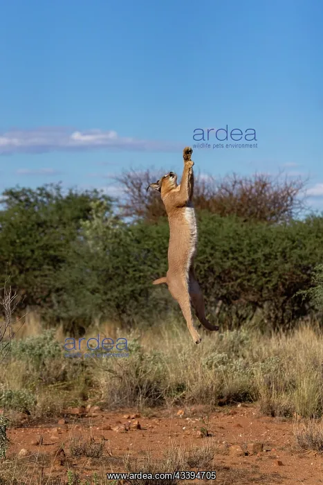: CARACAL. Caracal (Caracal caracal), Occurs in Africa : CARACAL. Caracal (Caracal caracal), Occurs in Africa