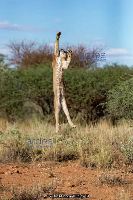 : CARACAL. Caracal (Caracal caracal), Occurs in Africa : CARACAL. Caracal (Caracal caracal), Occurs in Africa