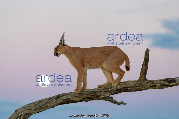  : CARACAL. Caracal (Caracal caracal), Occurs in Africa