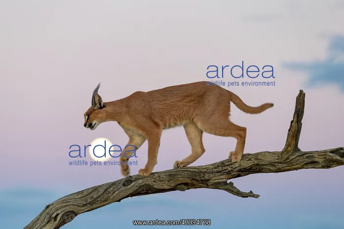 : CARACAL. Caracal (Caracal caracal), Occurs in Africa : CARACAL. Caracal (Caracal caracal), Occurs in Africa