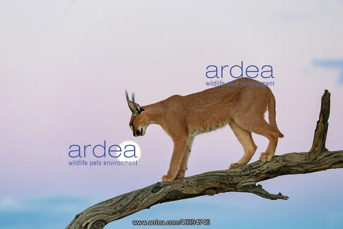  : CARACAL. Caracal (Caracal caracal), Occurs in Africa