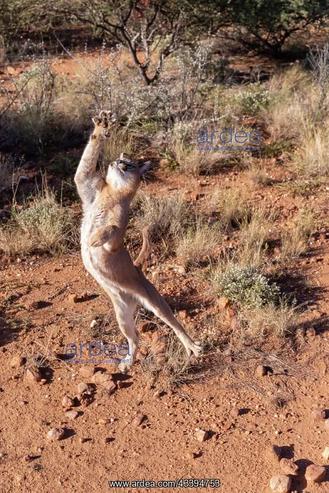 : CARACAL. Caracal (Caracal caracal), Occurs in Africa : CARACAL. Caracal (Caracal caracal), Occurs in Africa
