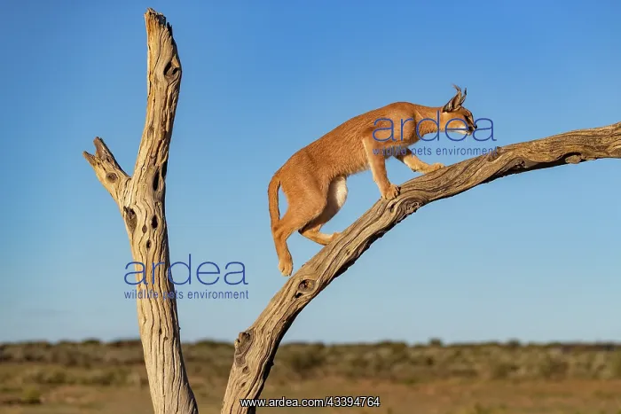 : CARACAL. Caracal (Caracal caracal), Occurs in Africa : CARACAL. Caracal (Caracal caracal), Occurs in Africa