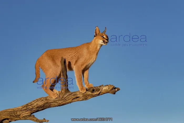 : CARACAL. Caracal (Caracal caracal), Occurs in Africa : CARACAL. Caracal (Caracal caracal), Occurs in Africa