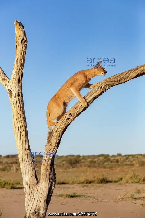 : CARACAL. Caracal (Caracal caracal), Occurs in Africa : CARACAL. Caracal (Caracal caracal), Occurs in Africa