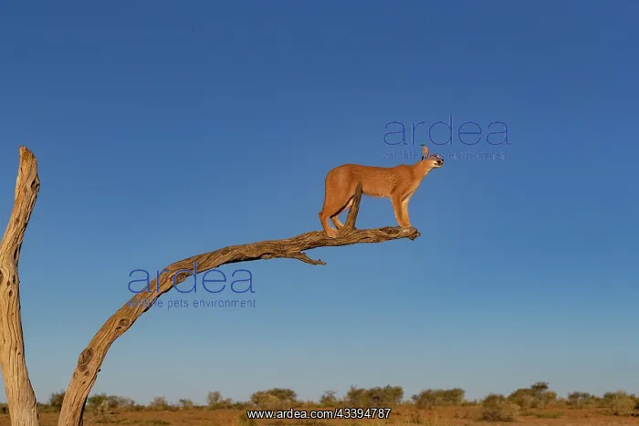 : CARACAL. Caracal (Caracal caracal), Occurs in Africa : CARACAL. Caracal (Caracal caracal), Occurs in Africa