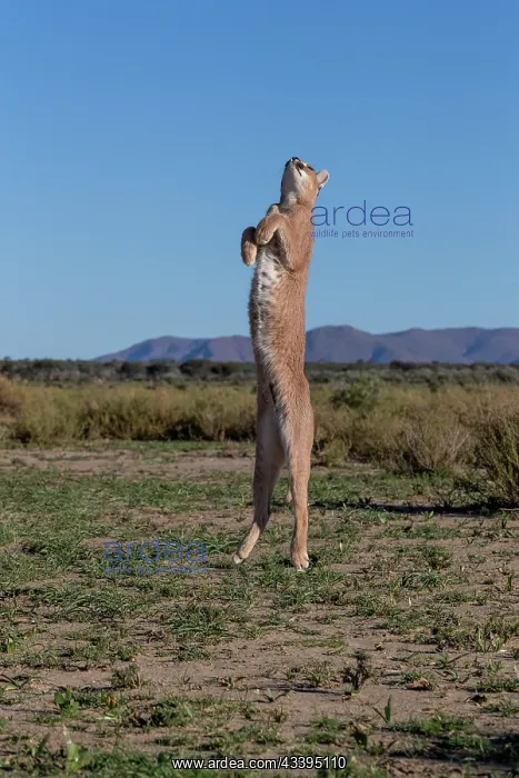 : CARACAL. Caracal (Caracal caracal), Occurs in Africa : CARACAL. Caracal (Caracal caracal), Occurs in Africa