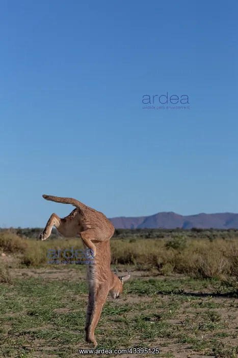 : CARACAL. Caracal (Caracal caracal), Occurs in Africa : CARACAL. Caracal (Caracal caracal), Occurs in Africa