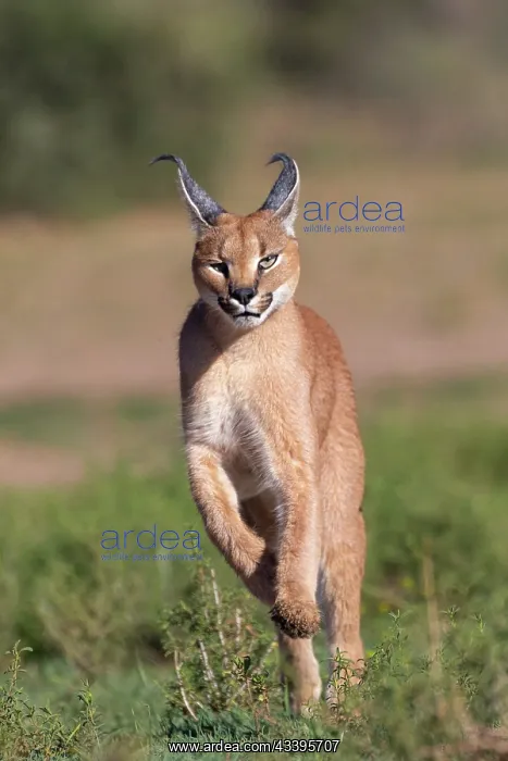 : CARACAL. Caracal (Caracal caracal), Occurs in Africa : CARACAL. Caracal (Caracal caracal), Occurs in Africa