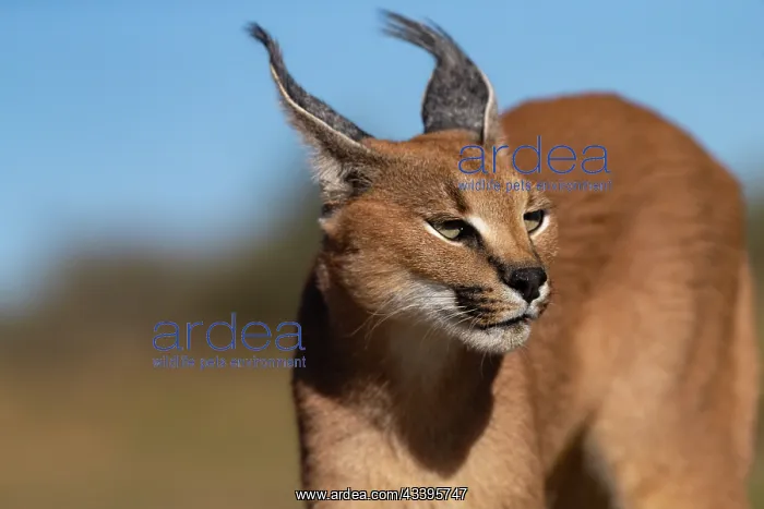 : CARACAL. Caracal (Caracal caracal), Occurs in Africa : CARACAL. Caracal (Caracal caracal), Occurs in Africa