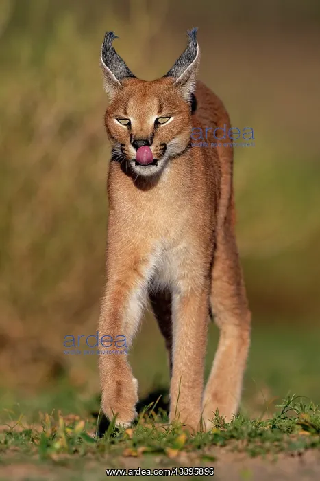 : CARACAL. Caracal (Caracal caracal), Occurs in Africa : CARACAL. Caracal (Caracal caracal), Occurs in Africa