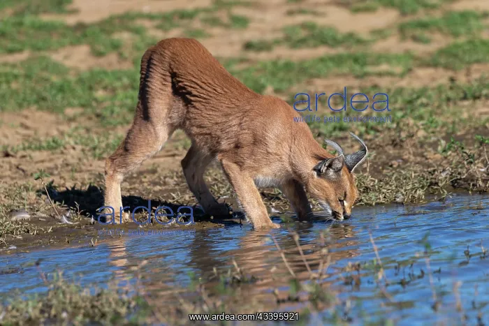  : CARACAL. Caracal (Caracal caracal), Occurs in Africa
