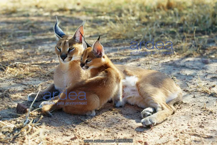 : Caracal / African Lynx / Persian Lynx - female & young : Caracal / African Lynx / Persian Lynx - female & young