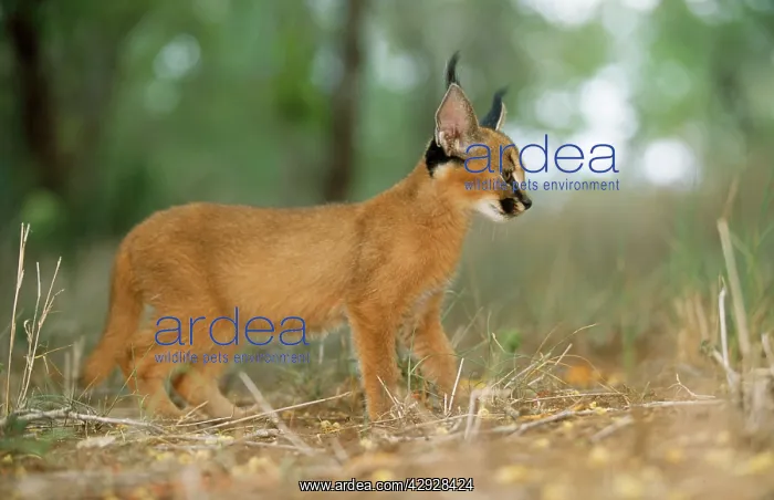 : Caracal / African Lynx / Persian Lynx - juvenile : Caracal / African Lynx / Persian Lynx - juvenile