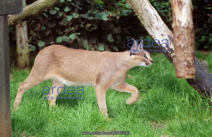 : Caracal - captive : Caracal - captive